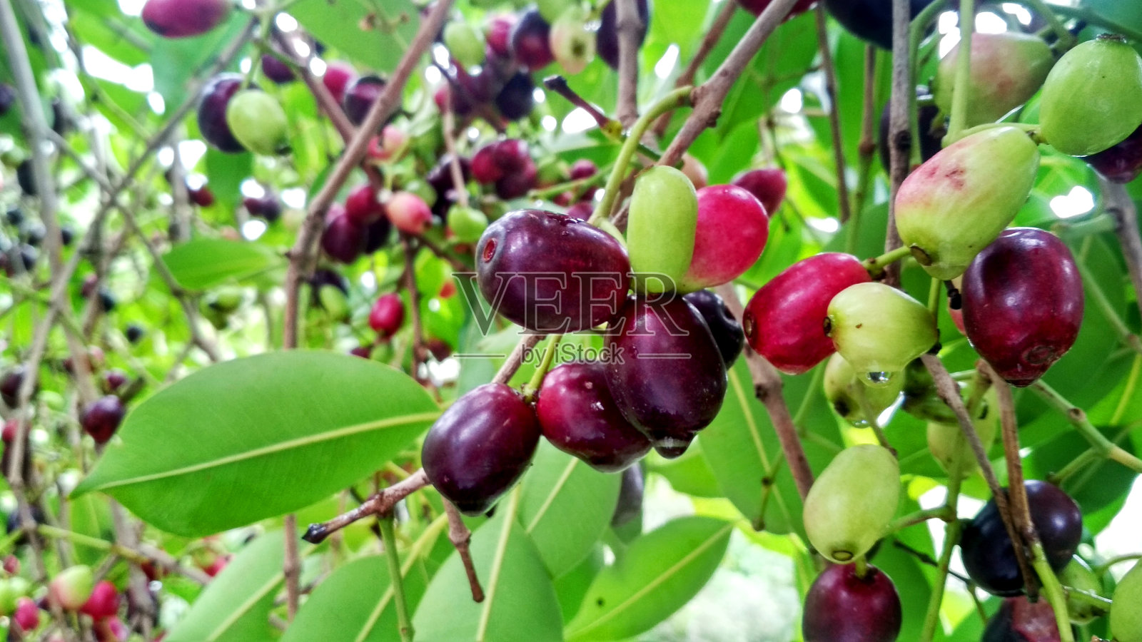 贾蒙果或印度黑莓成熟的果实照片摄影图片