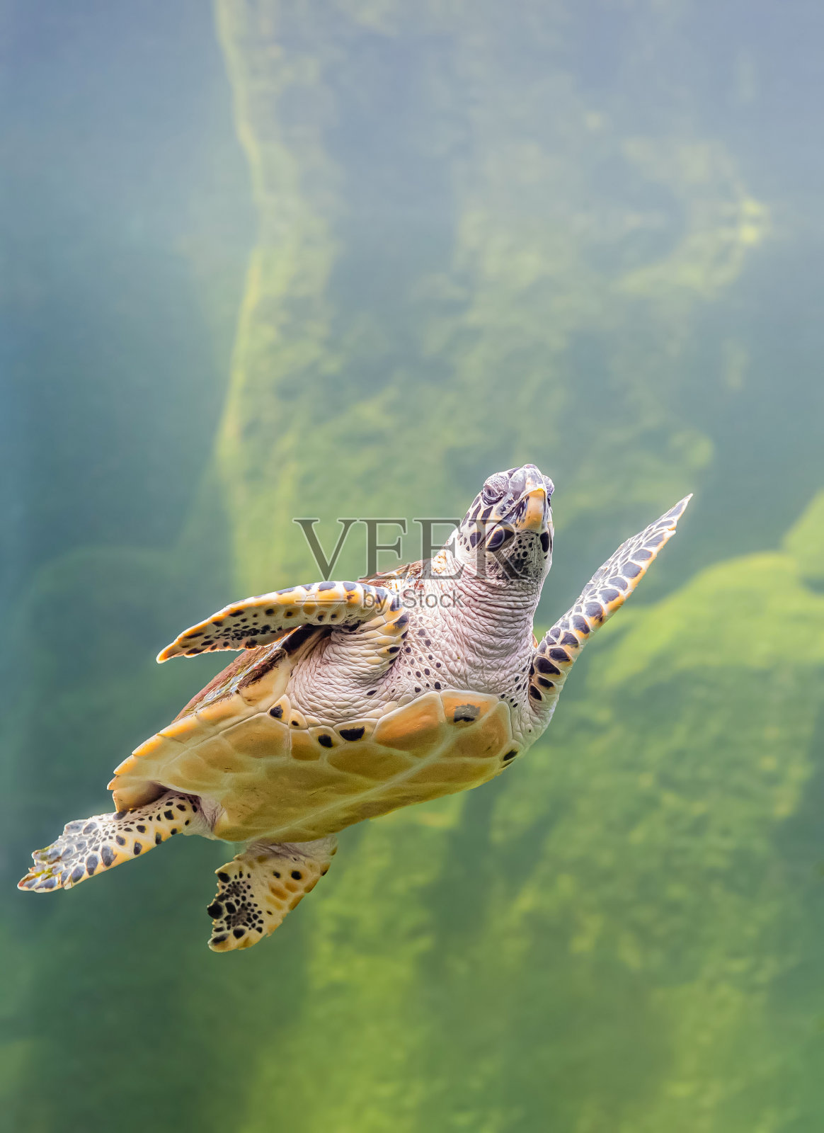 海龟照片摄影图片