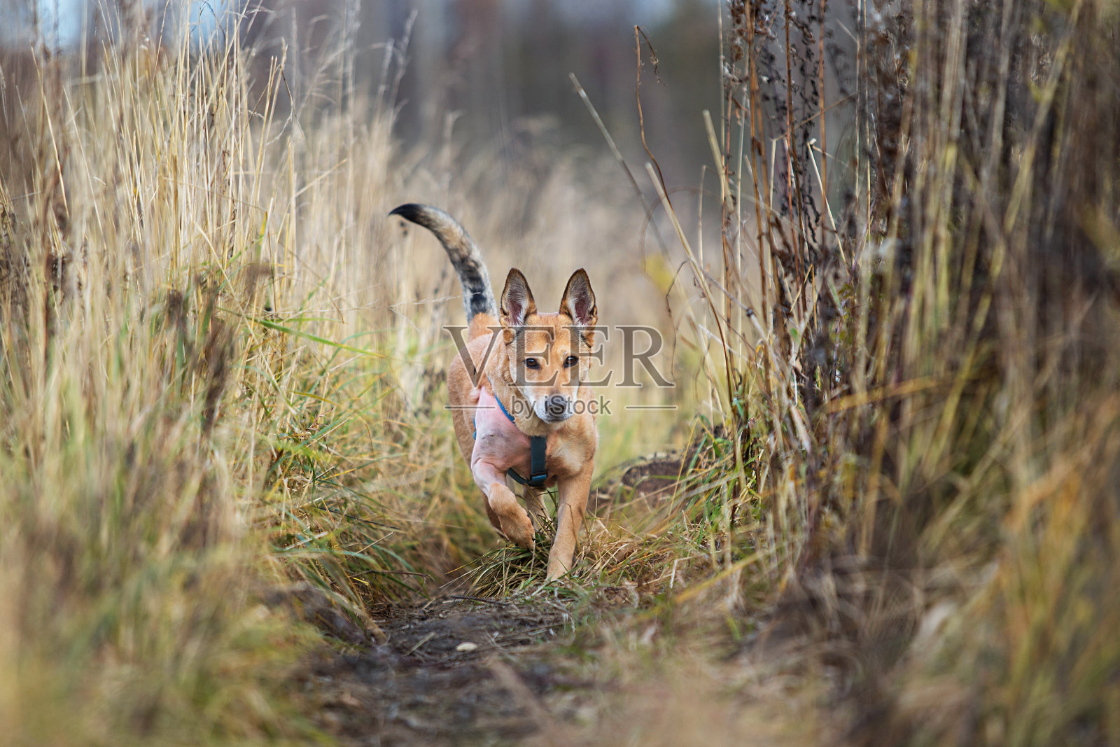 兴奋的狗在乡间小道上奔跑照片摄影图片