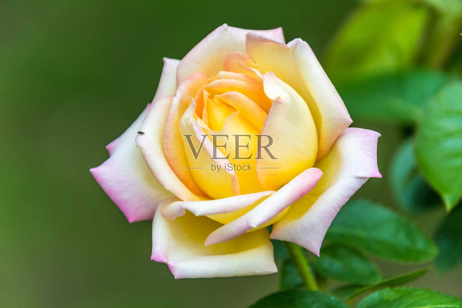 花园里的黄玫瑰花照片摄影图片