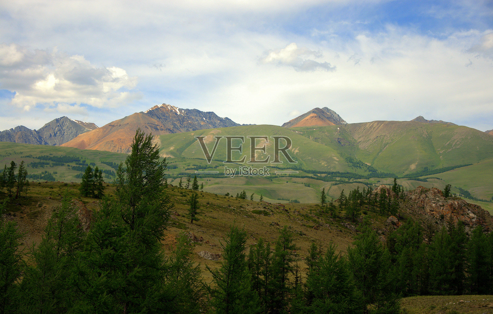群山覆盖着罕见的针叶林，背景是高高的棕色山脉。照片摄影图片