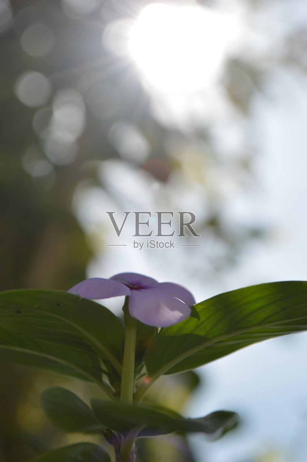 花照片摄影图片