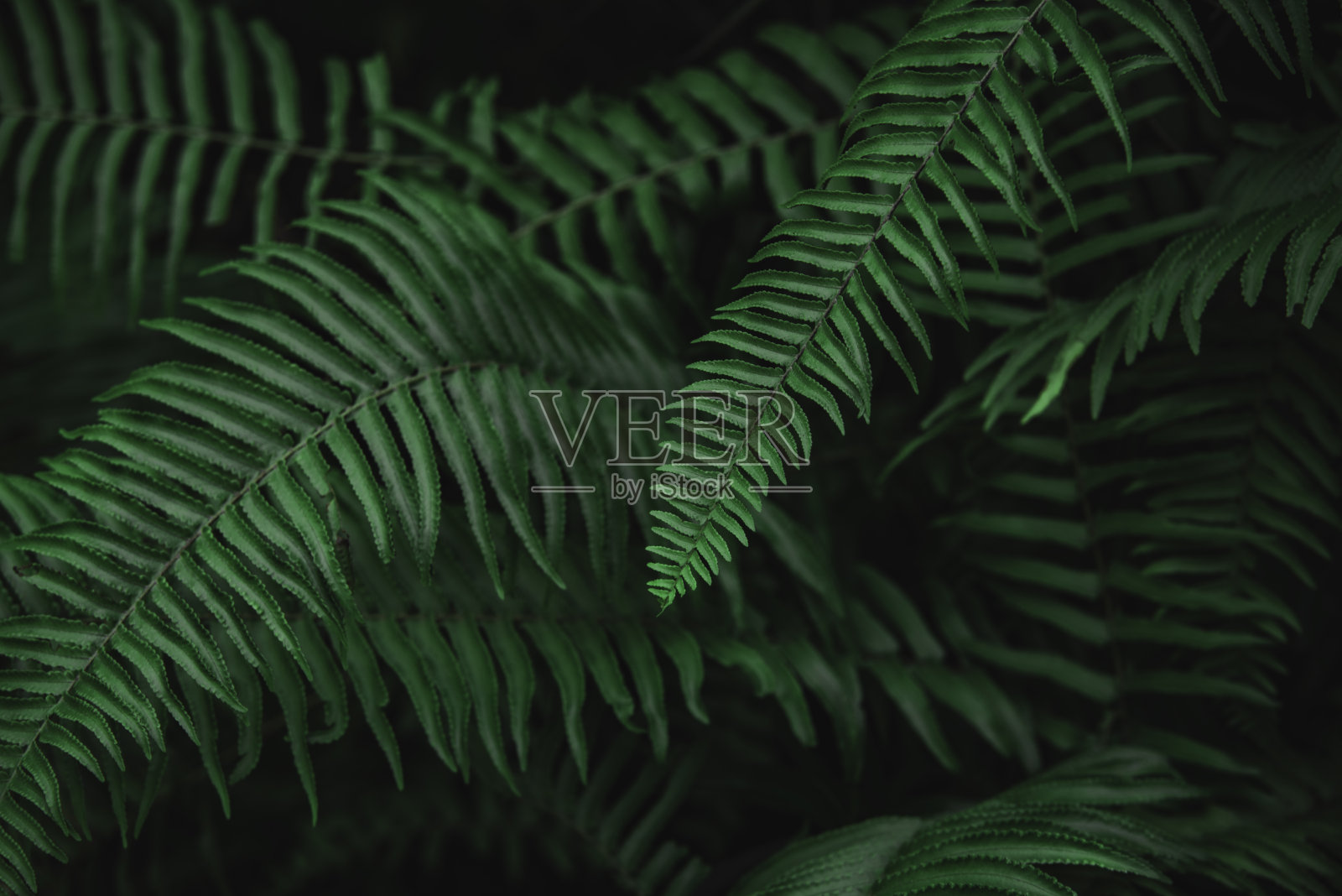 绿叶质地，自然背景照片摄影图片