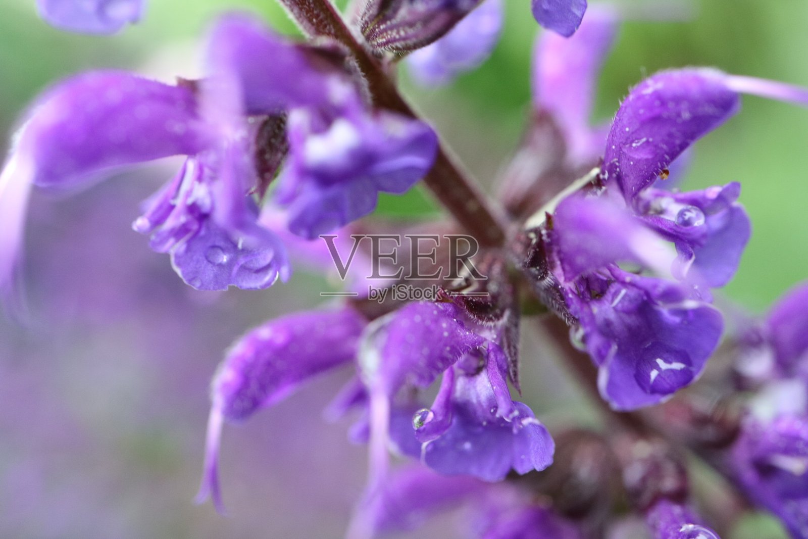 雨中的紫花照片摄影图片