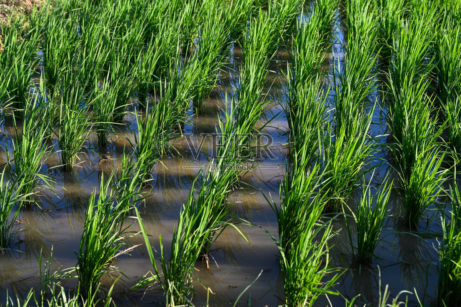 农场里的水稻。照片摄影图片