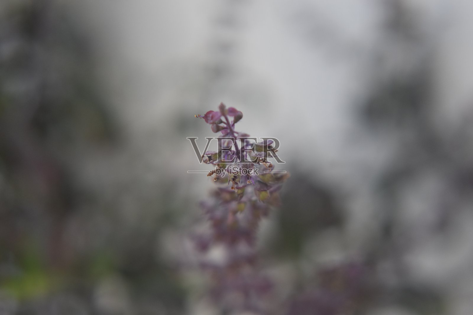 肖像照片摄影图片