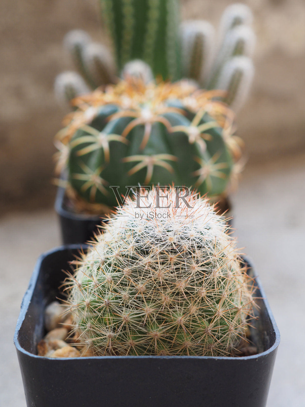 盆栽仙人掌，用于装饰花园和家庭。照片摄影图片