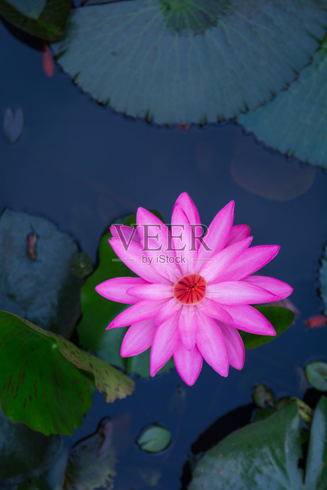 粉红色的荷花在荷塘里，荷叶是绿色的照片摄影图片