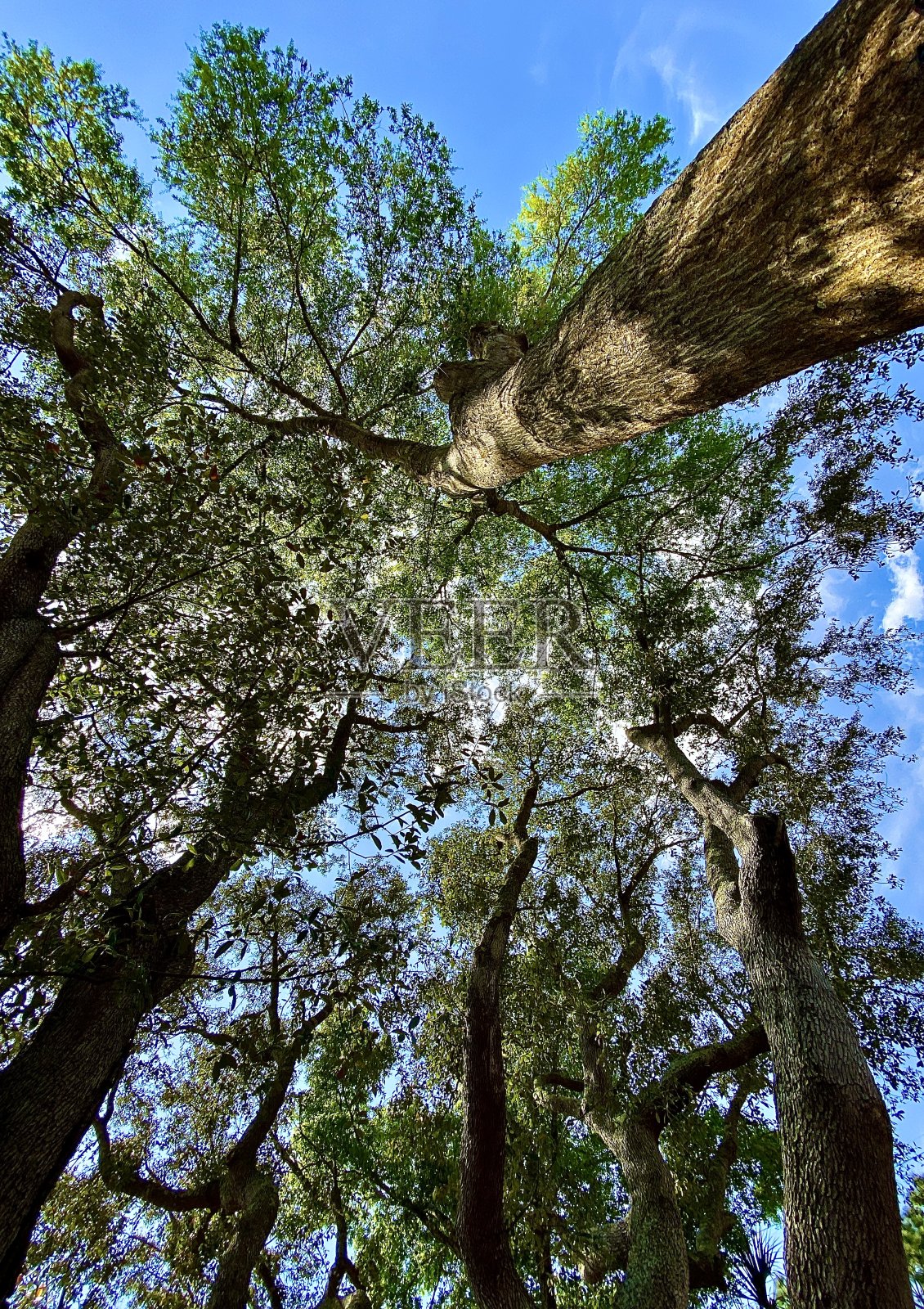 树木和天空照片摄影图片