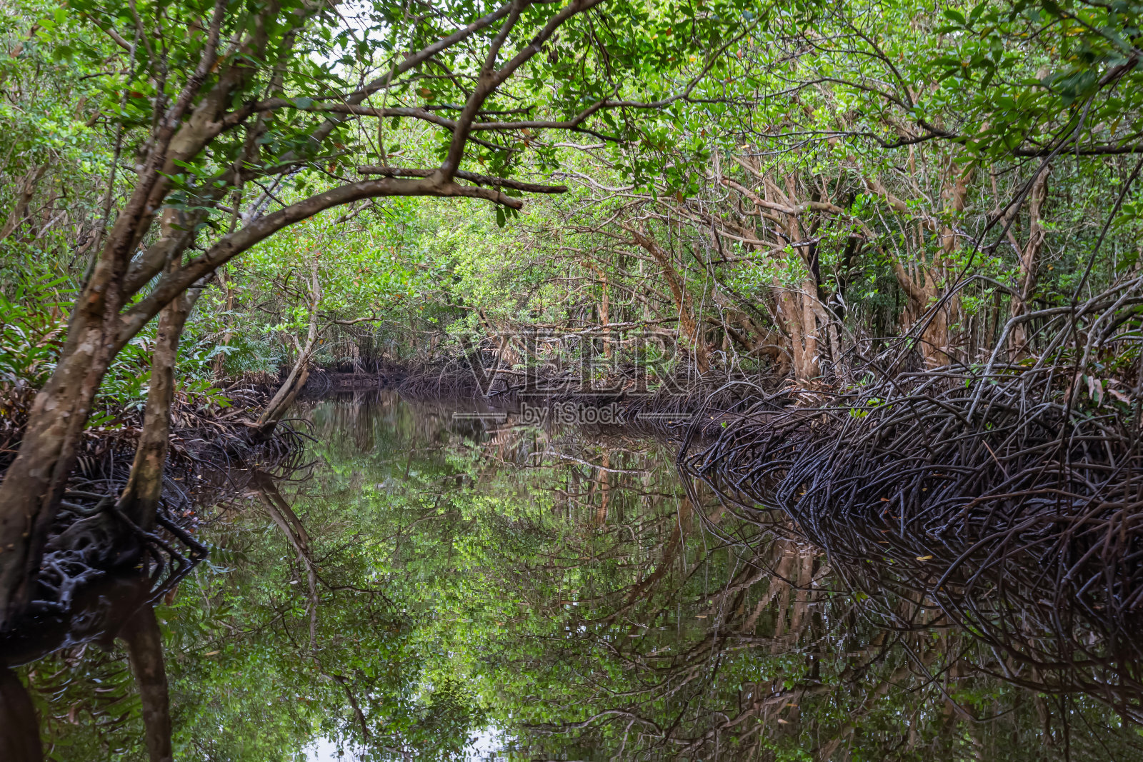 大自然的艺术，红树林照片摄影图片