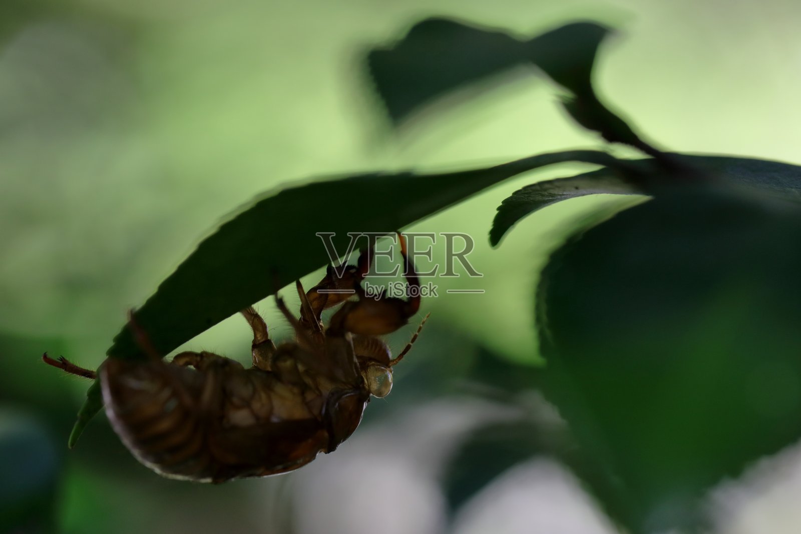 蝉的外壳照片摄影图片