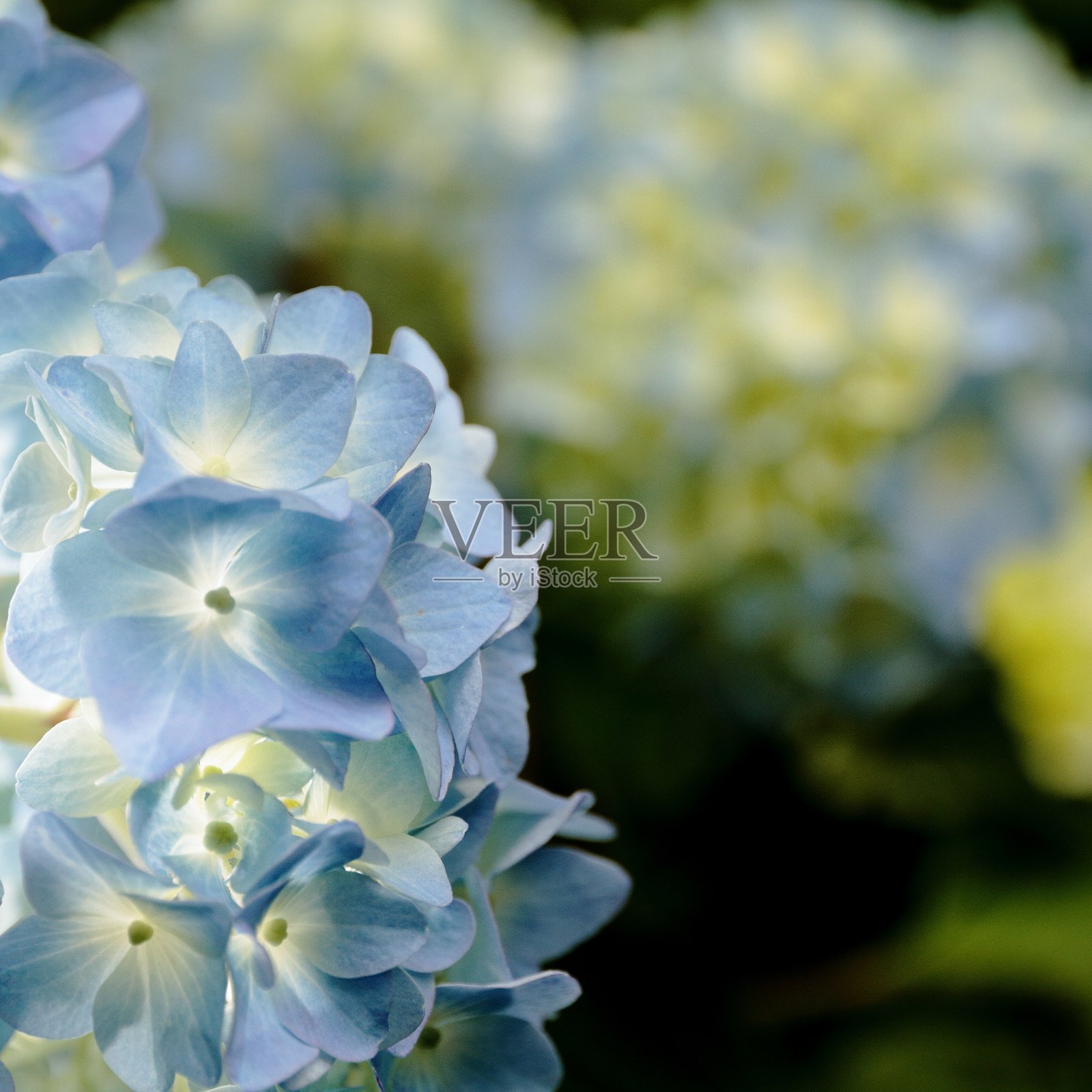 日本的绣球花照片摄影图片