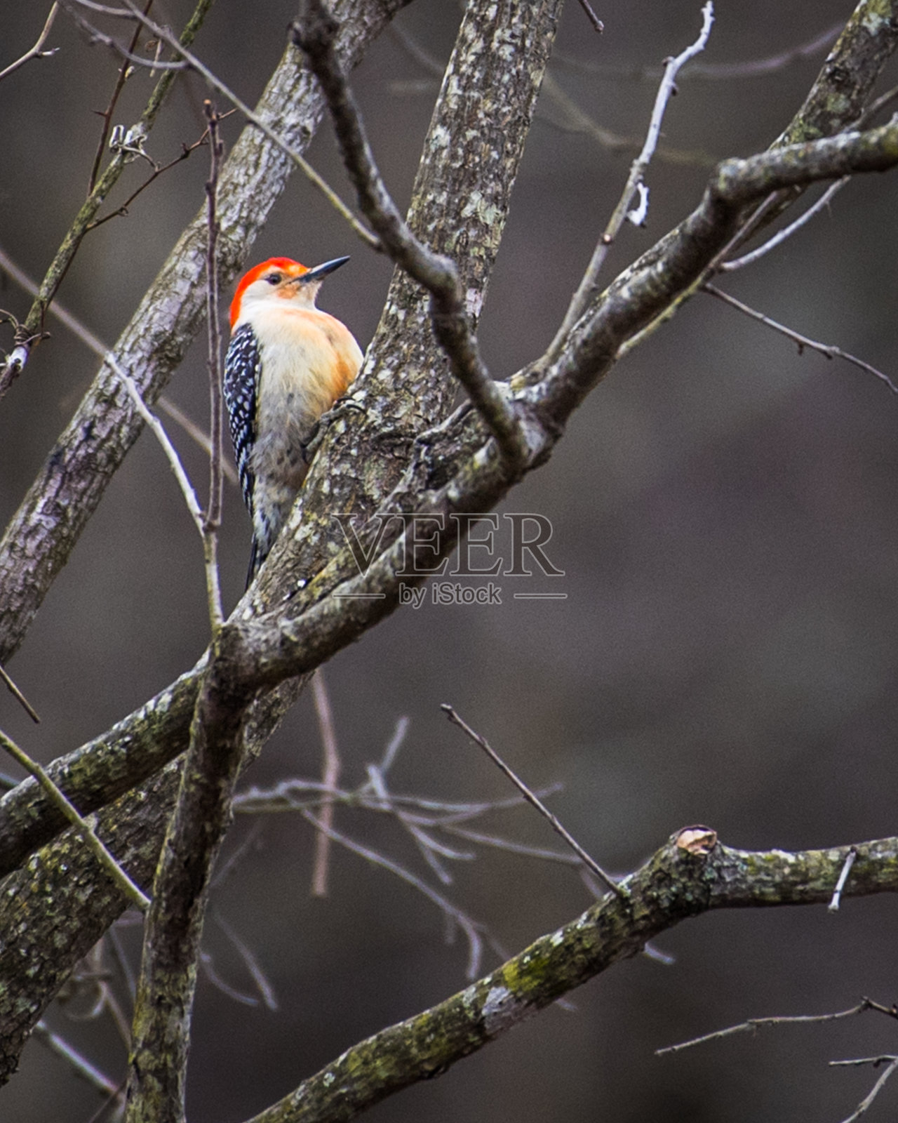 红色的大肚子的啄木鸟照片摄影图片