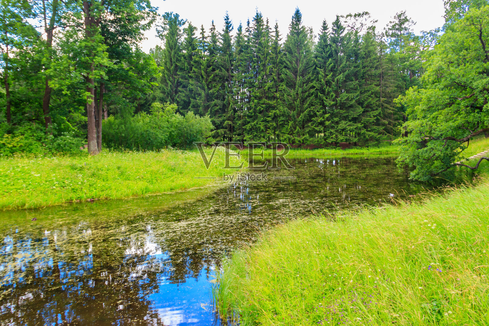俄罗斯落叶和针叶林混交林中的一条小河。夏天的风景照片摄影图片