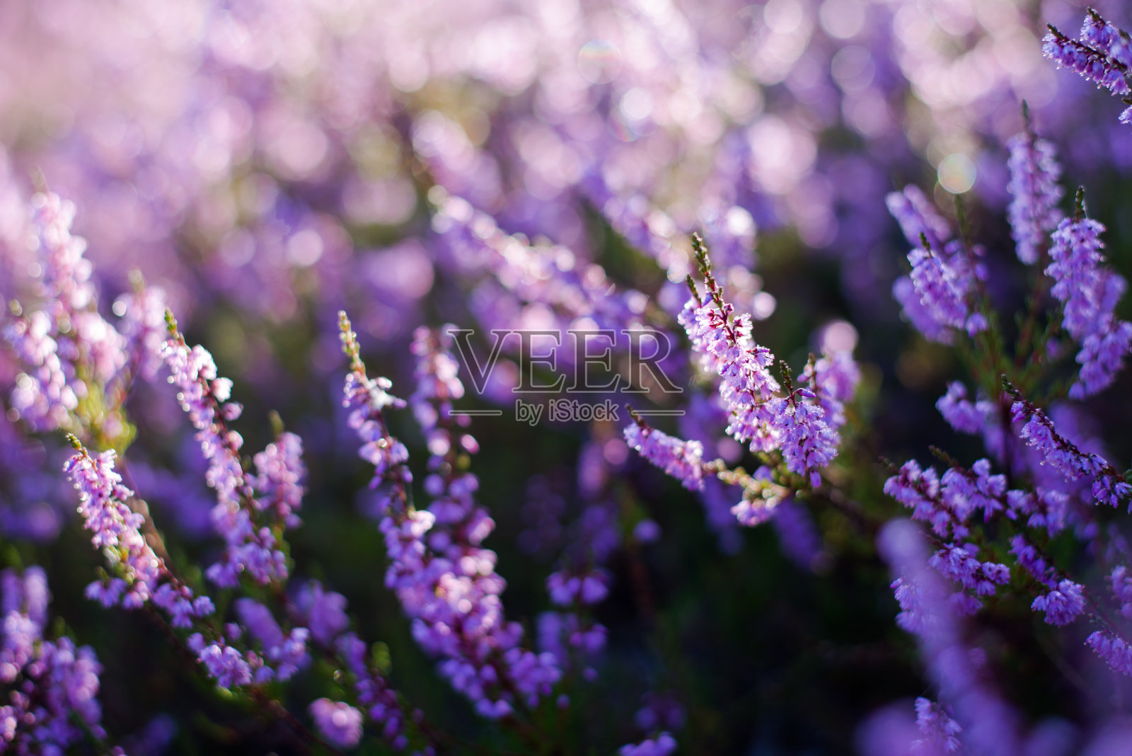 森林地面上盛开的石南花在早晨的阴霾，蜘蛛丝和露珠特写。拉脱维亚照片摄影图片