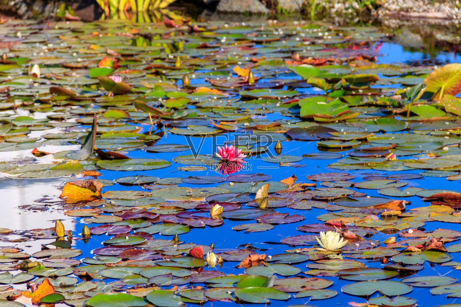 美丽的花园池塘，盛开着白色和粉红色的睡莲照片摄影图片