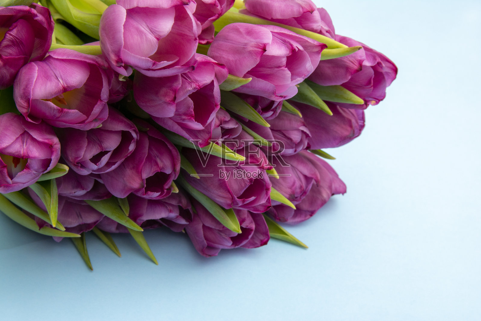 粉色郁金香花束/复活节背景。蓝色背景的郁金香花束，网络横幅照片摄影图片