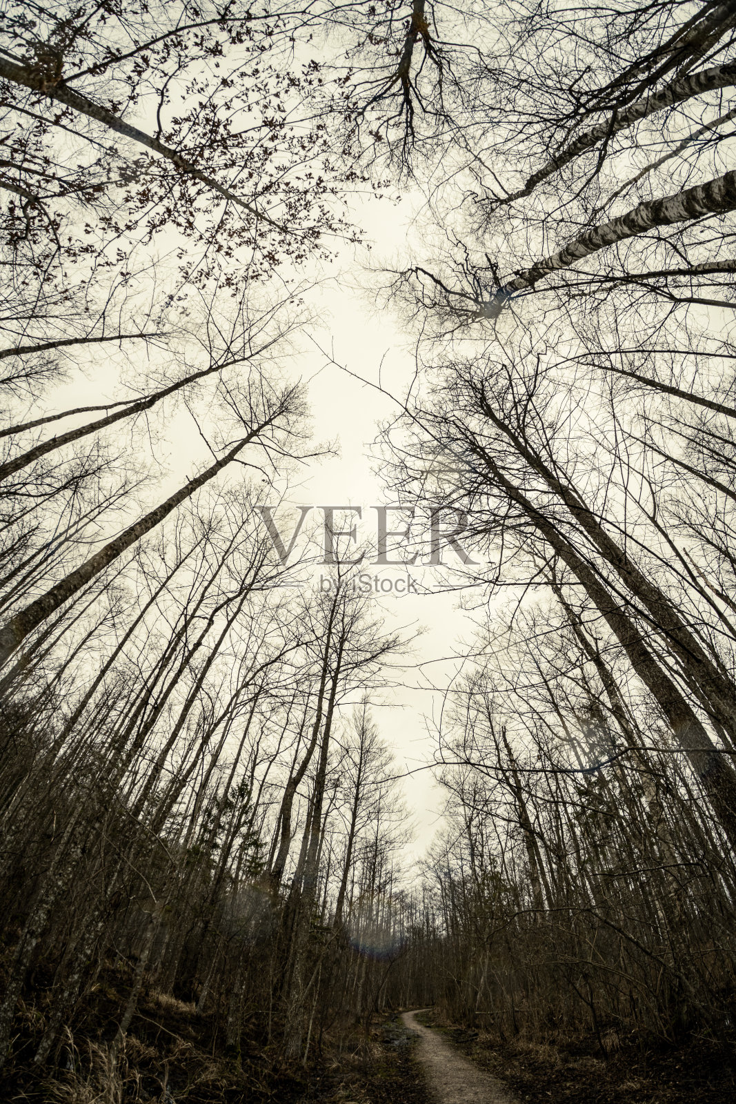 空旷的冬季森林，冬天没有雪，也没有树叶。公园的人行道照片摄影图片