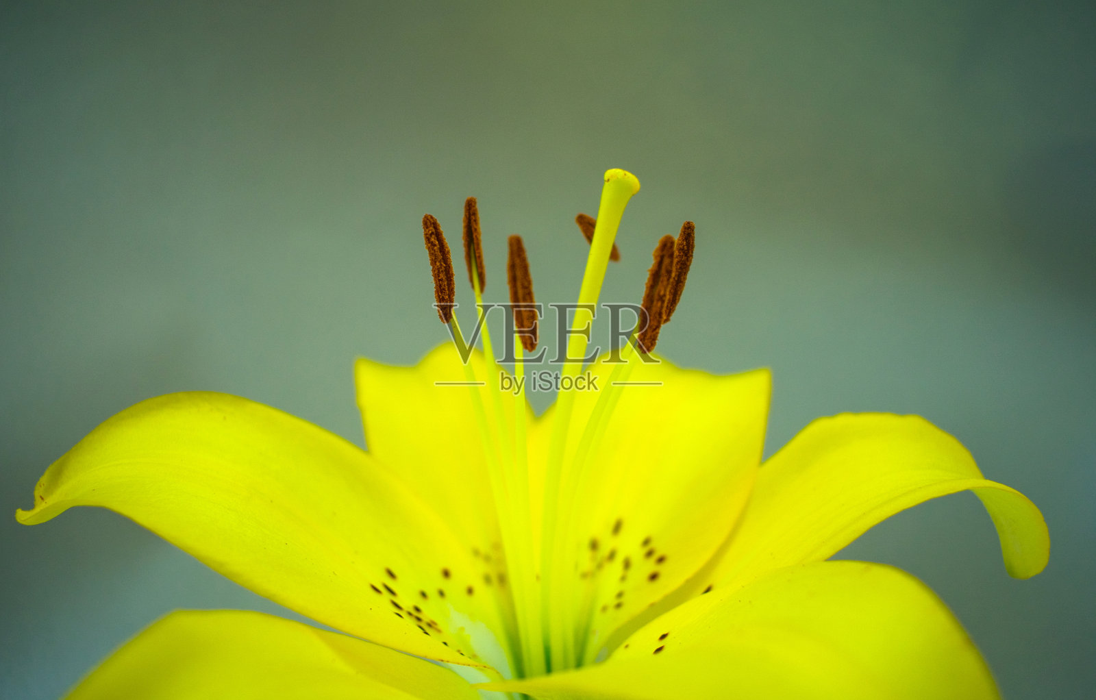 黄色的百合花在模糊的灰色背景上。卡片，背景，屏幕保护程序。本空间照片摄影图片
