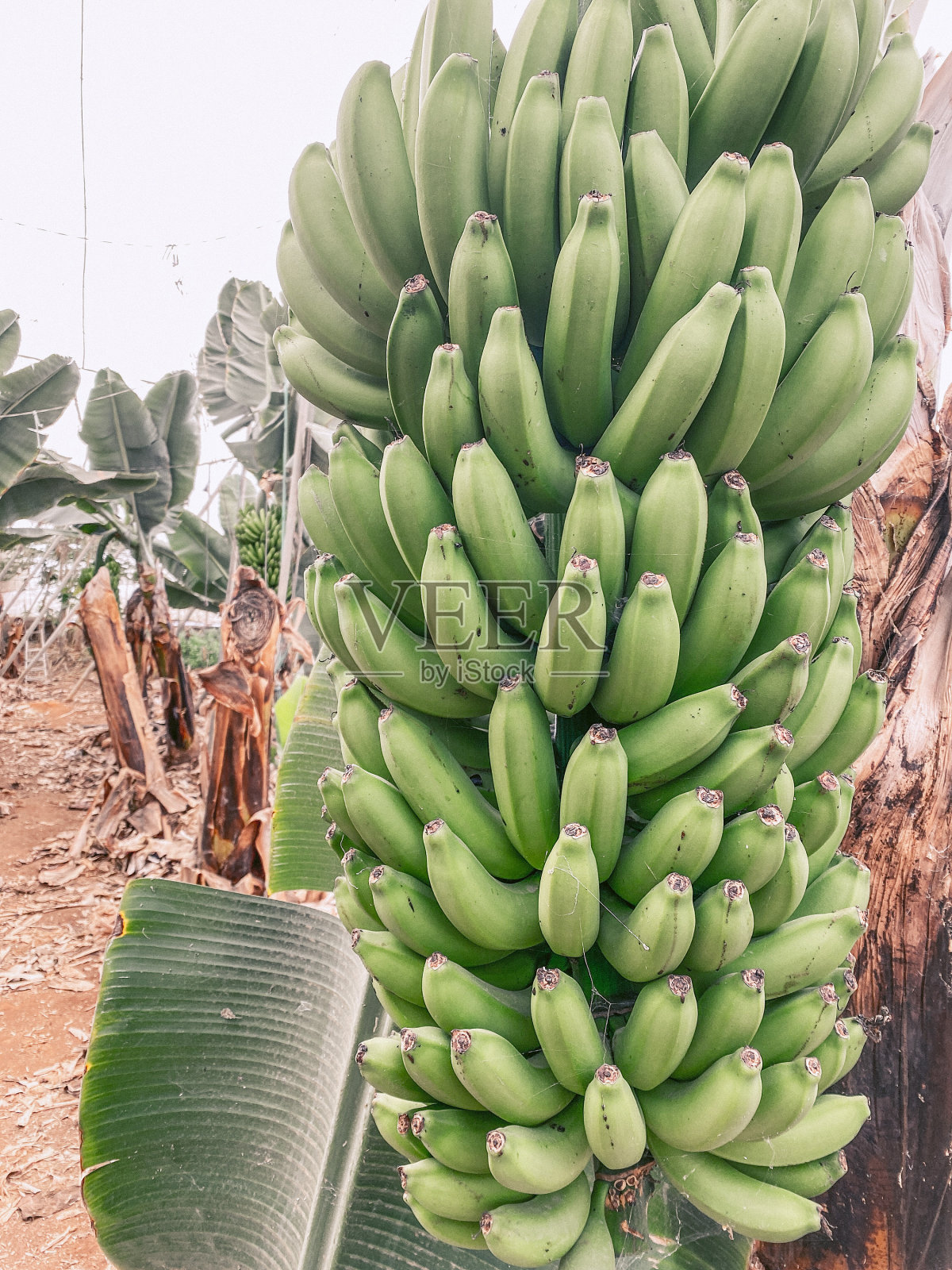 一串成熟的青香蕉准备摘了照片摄影图片