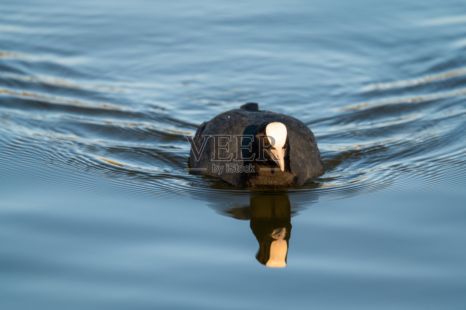 一只白骨顶平静地游过德国北部的一个小池塘照片摄影图片