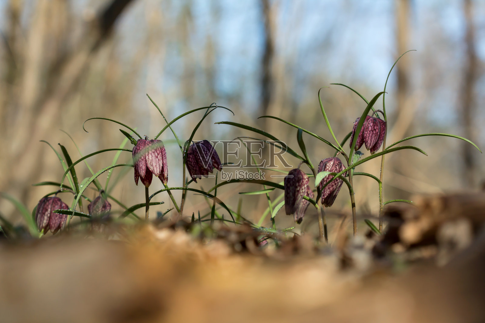 蛇头贝母(贝母)或百合科棋花、蛙杯、珍珠花、麻风百合、拉撒路铃或科卡维，花色深浅不一，珍稀濒危物种照片摄影图片