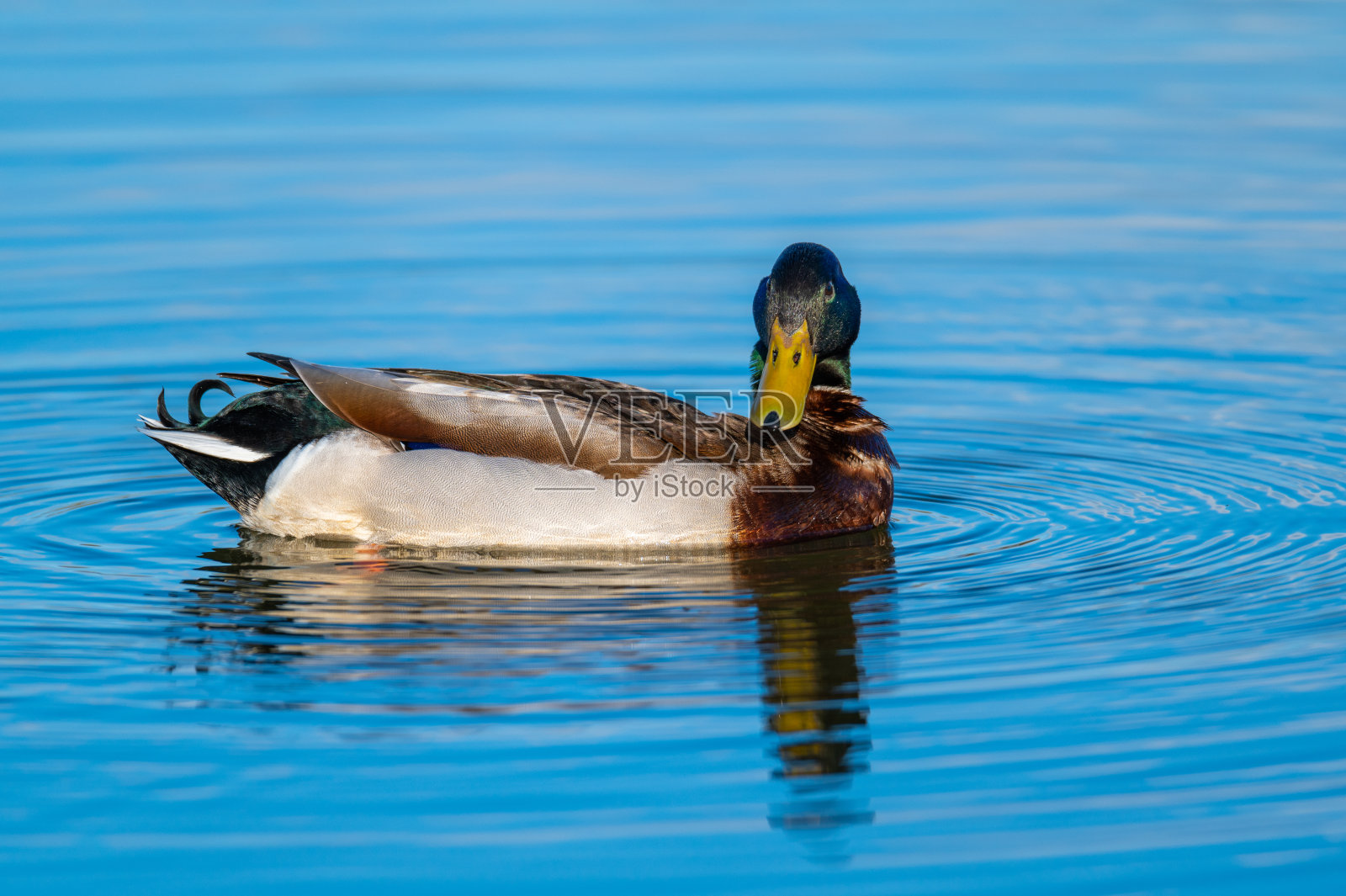 鸭子在德国北部的一个小池塘里安静地游泳照片摄影图片