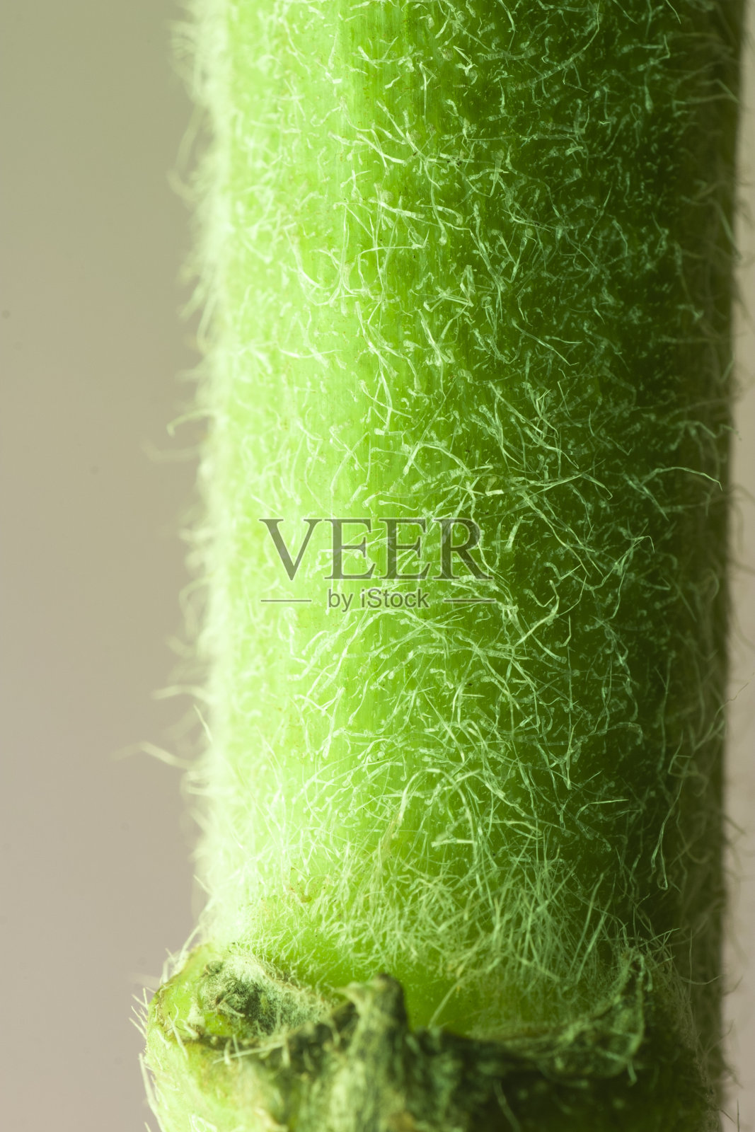 植物树干的细节照片摄影图片