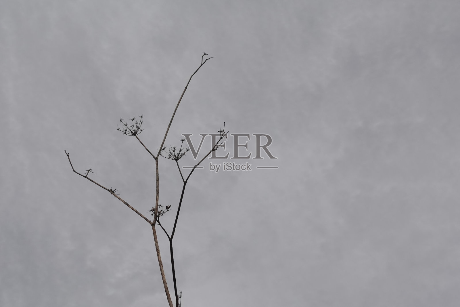 灰色天空下枯萎的茴香花照片摄影图片