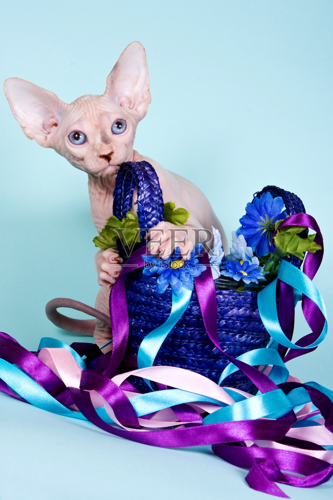 迷人的秃头猫和带丝带的篮子照片摄影图片