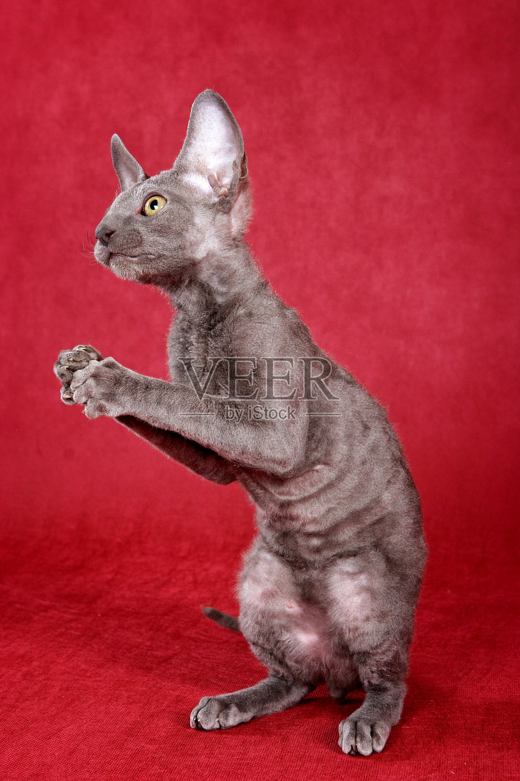 一只灰色的康沃尔雷克斯小猫用后腿站立玩耍照片摄影图片