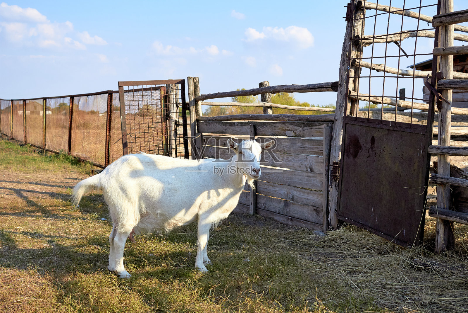 农场里的山羊。农场里的山羊在草地上散步。与山羊农场。小牛群在大自然中行走。小牛乡农场。照片摄影图片