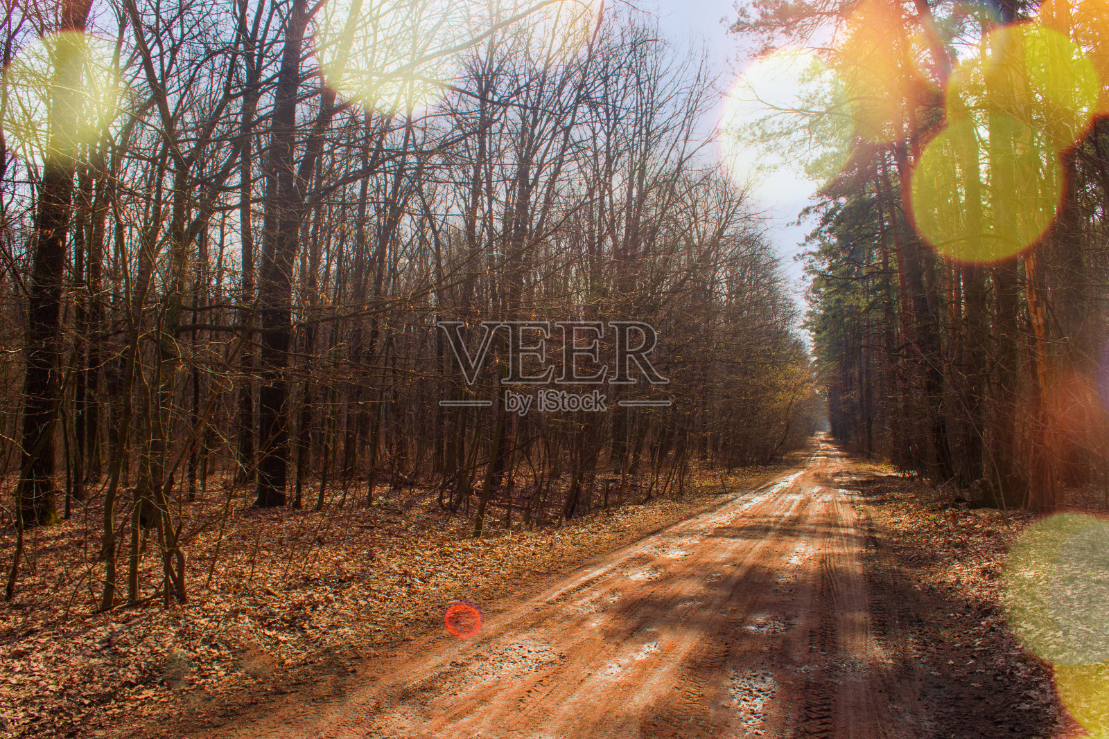 欧洲森林里的秋树。秋天日落时的风景森林照片摄影图片