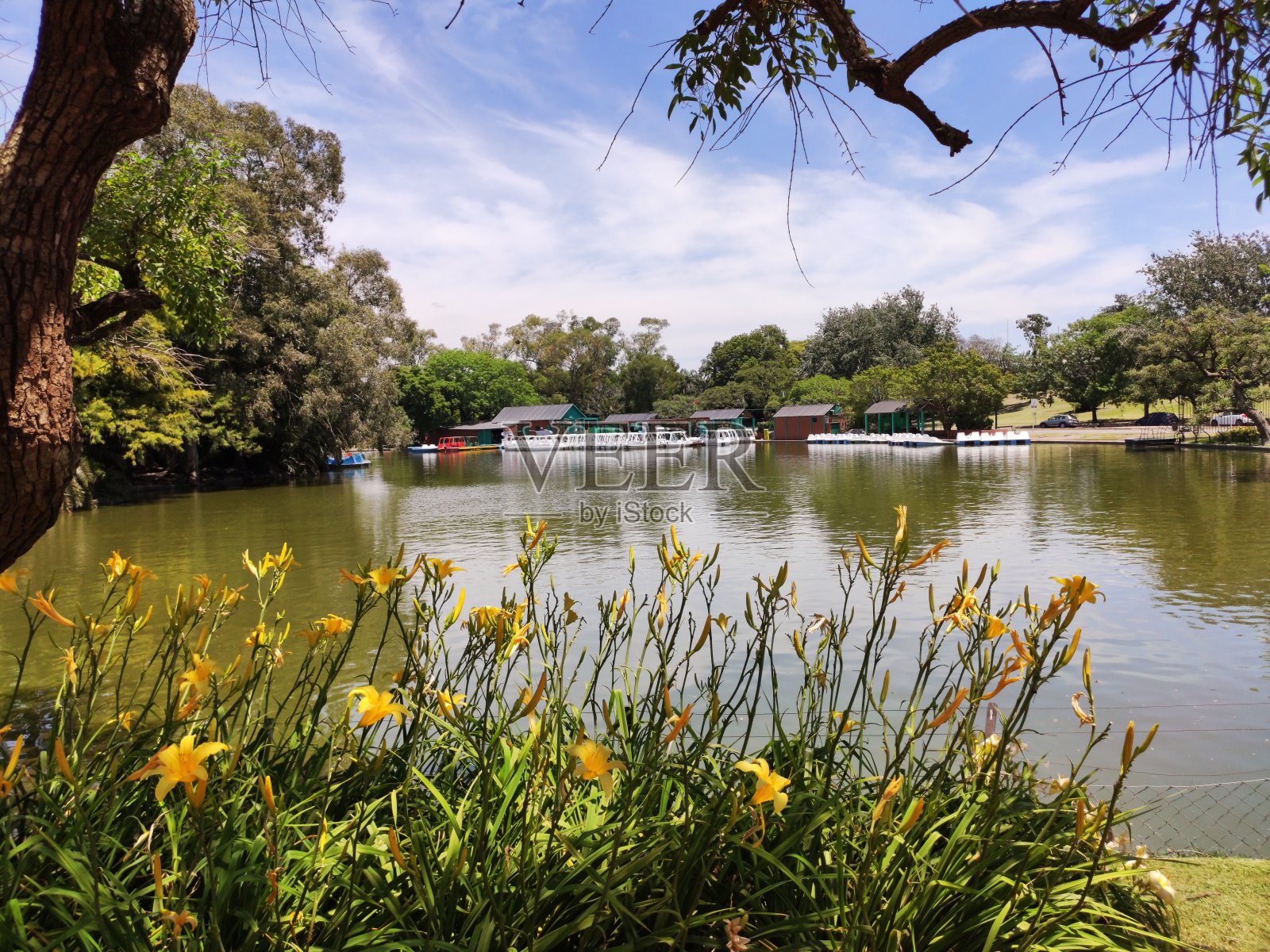 巴勒莫的罗斯代尔照片摄影图片