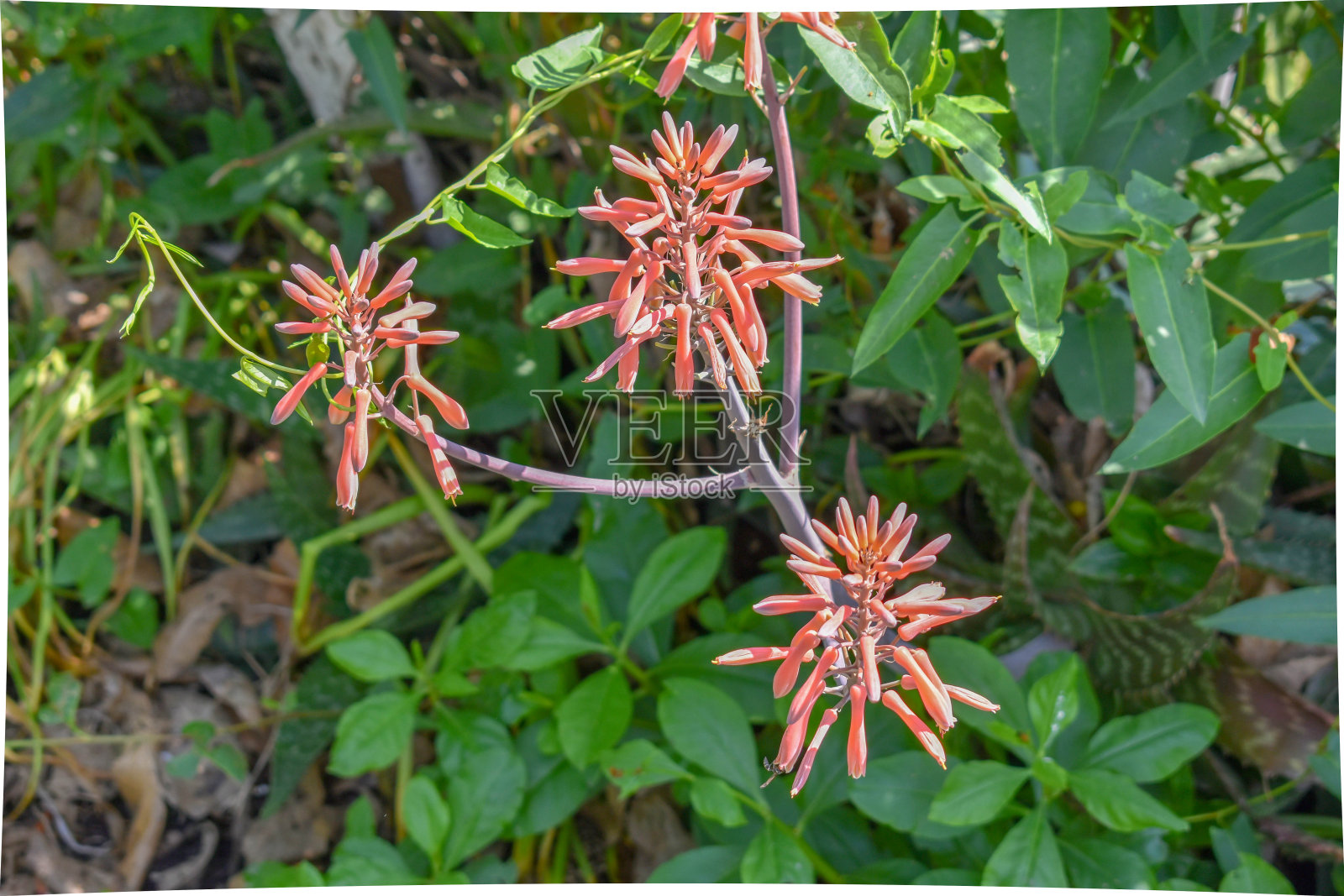 小号忍冬藤照片摄影图片