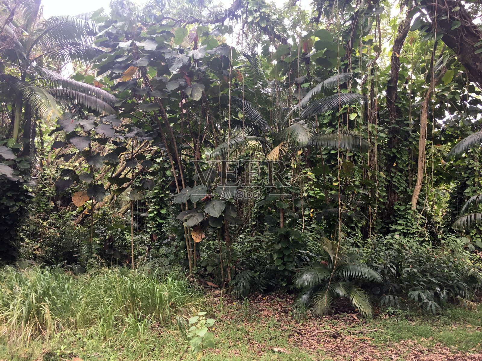 茂盛的树叶-大岛，夏威夷照片摄影图片