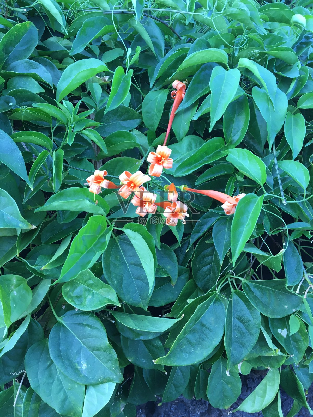 热带花草-夏威夷照片摄影图片
