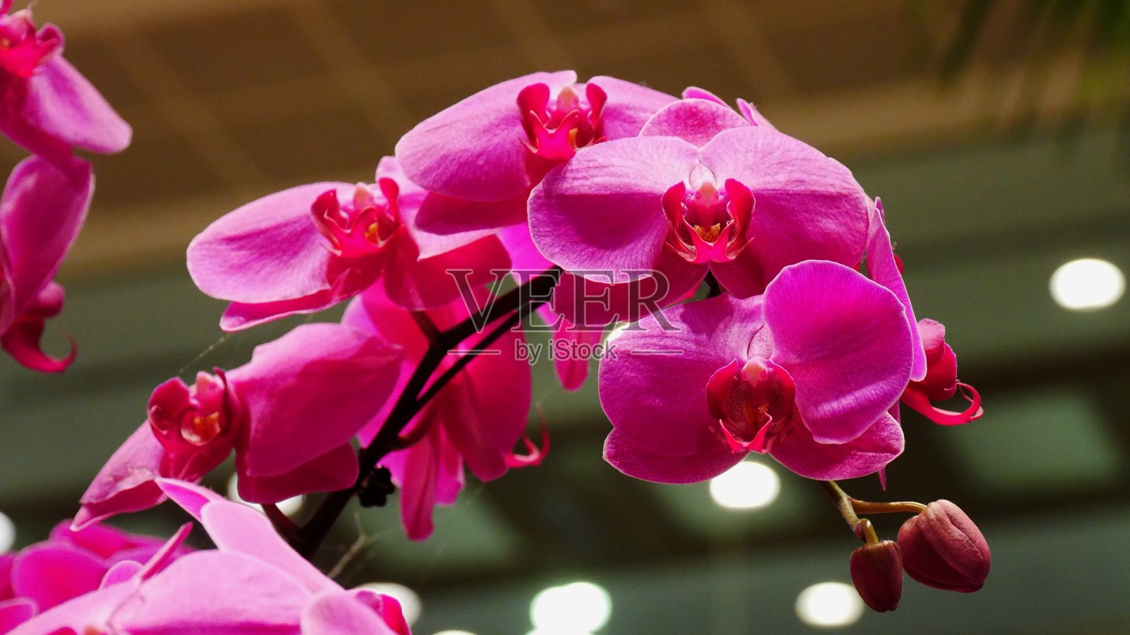 亮粉色的兰花，特写。照片摄影图片