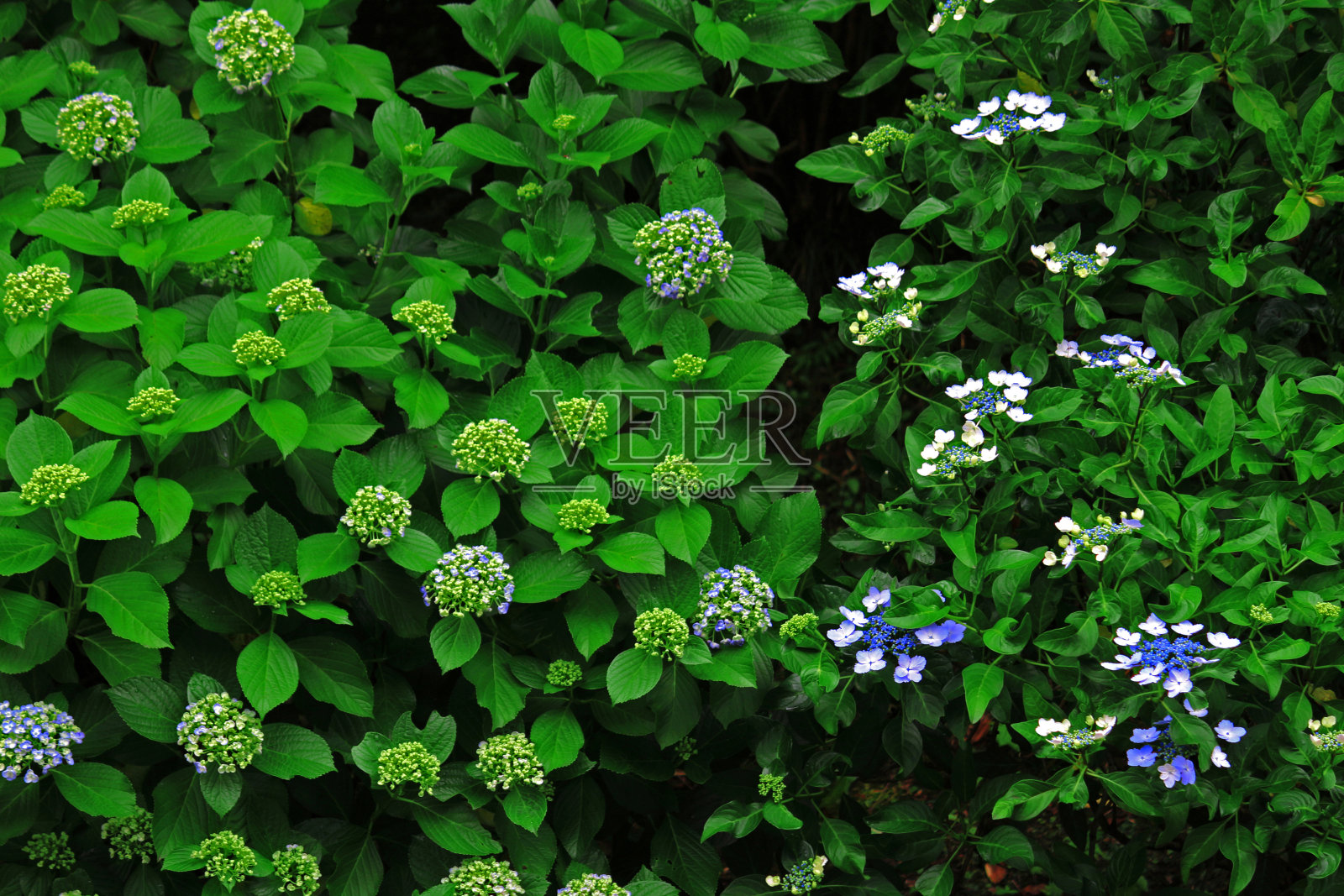 绣球花盛开在日本镰仓的小路上照片摄影图片