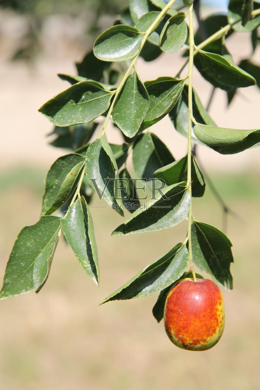枣子照片摄影图片