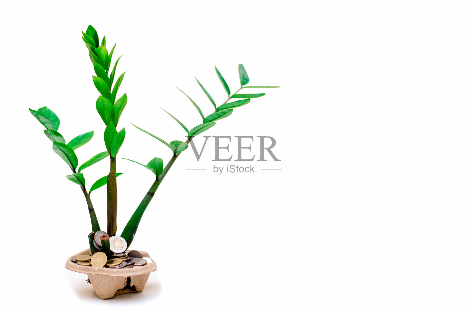 扎米奥库卡斯·扎米福利亚（阿卡：ZZ植物）照片摄影图片