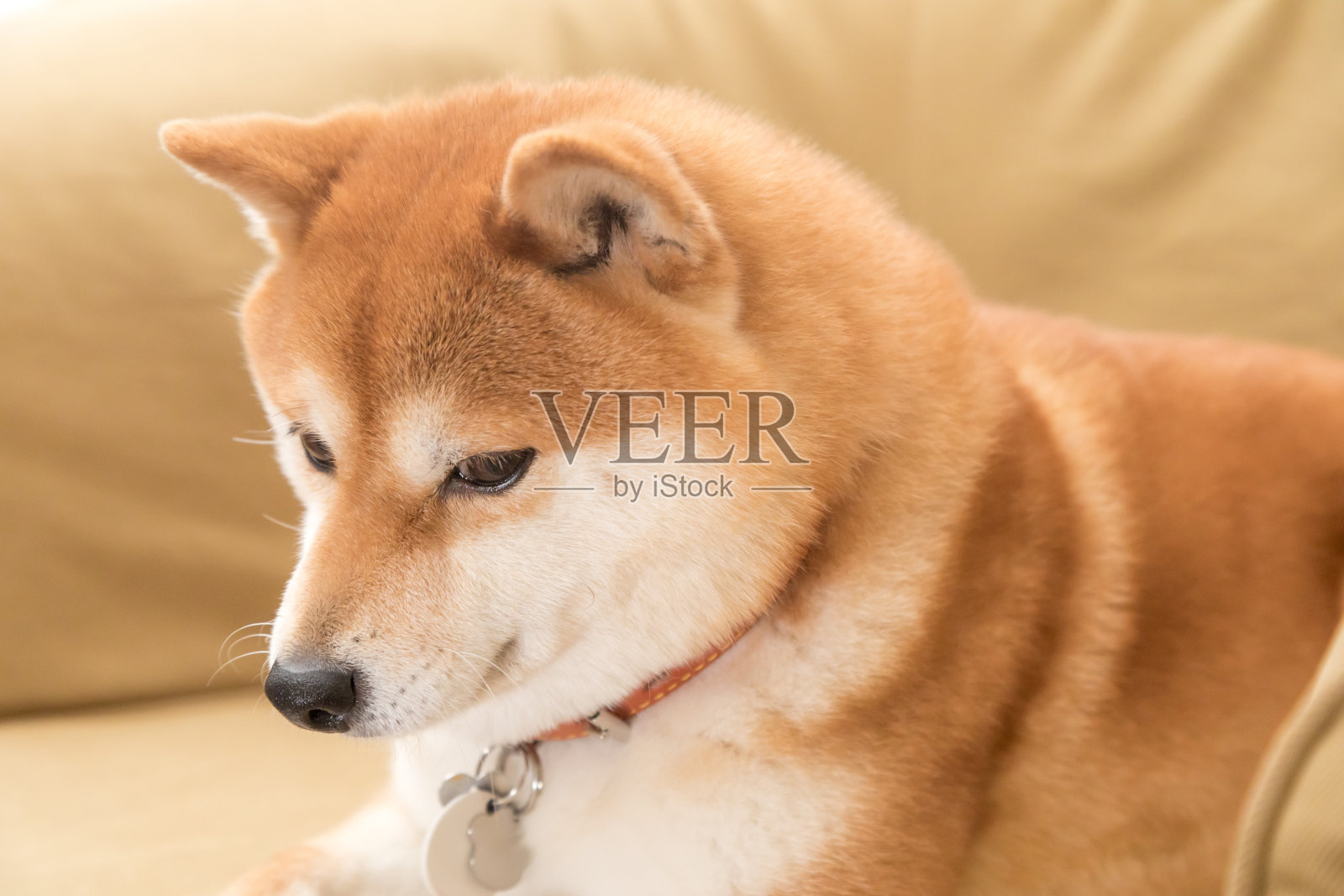 狗的特写肖像照片摄影图片