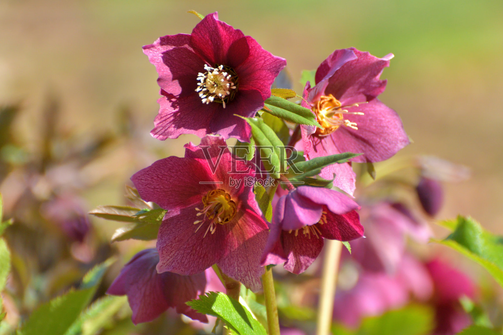 圣诞玫瑰/黑嚏根草/黑嚏根草照片摄影图片