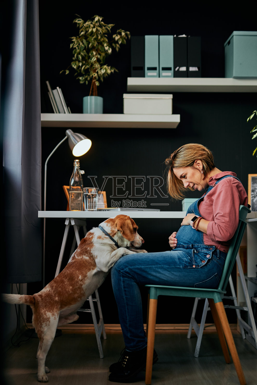 中年孕妇在办公室微笑地看着心爱的比格犬照片摄影图片