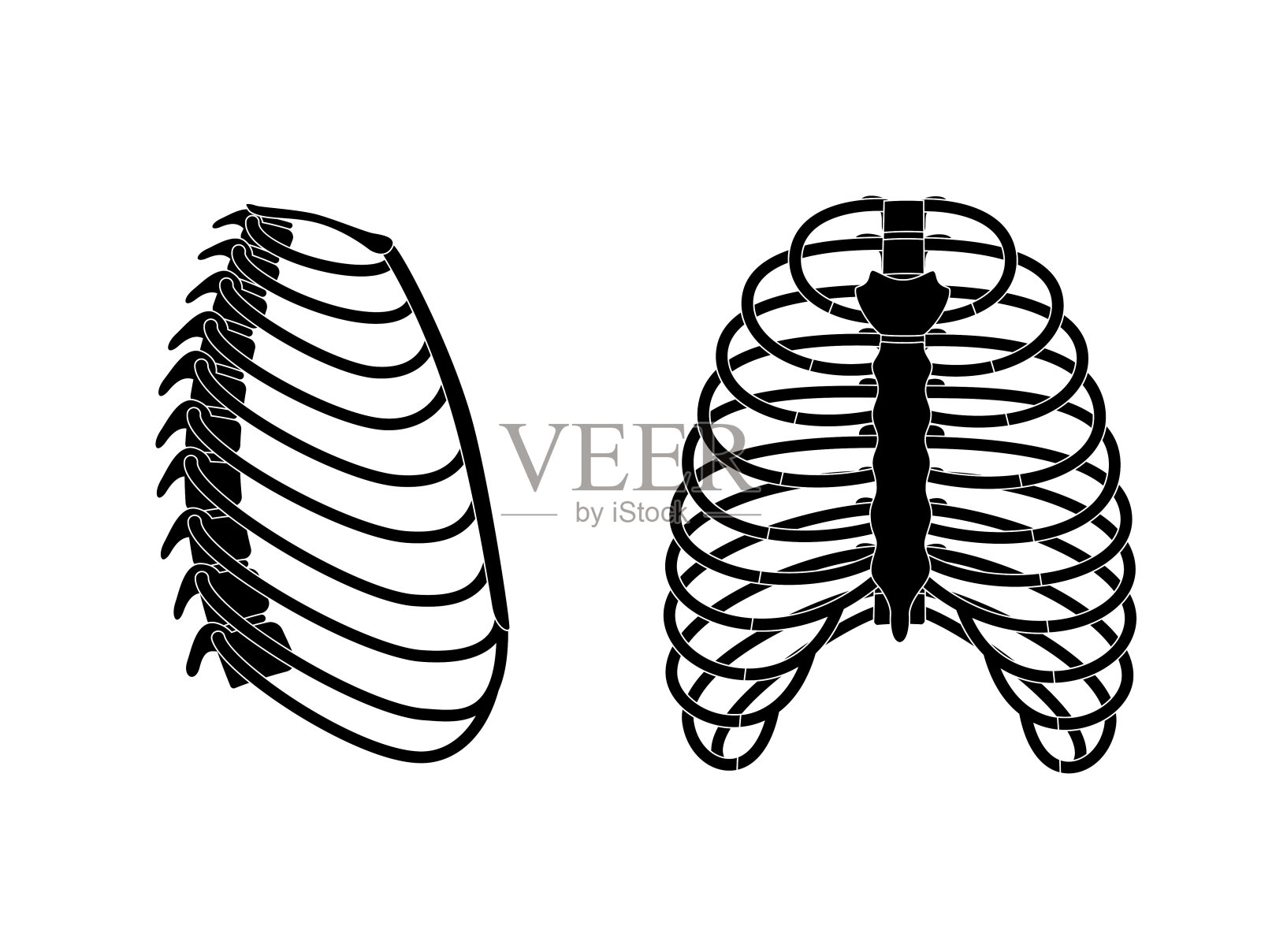 人体肋骨解剖学设计元素图片