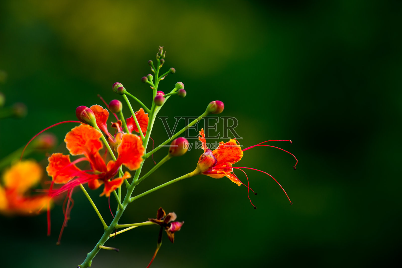 皇家凤凰木花照片摄影图片