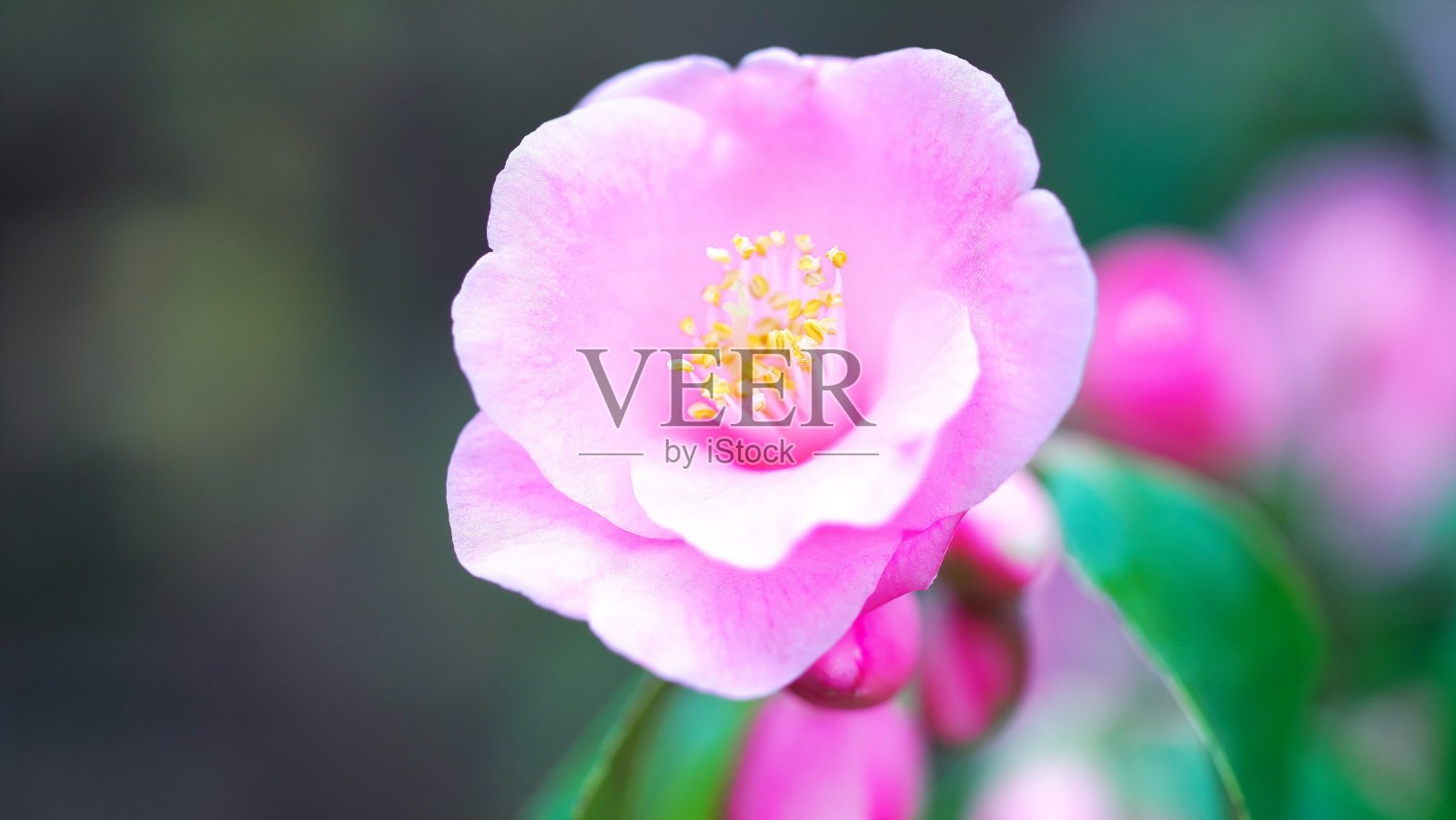 百合原公园花园照片摄影图片