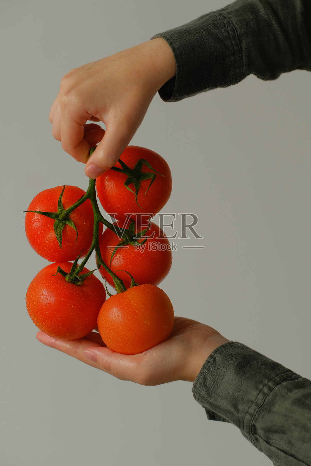 一个手里拿着新鲜番茄的女人。农夫手里拿着新鲜的有机番茄。概念:农业、西红柿、自然照片摄影图片