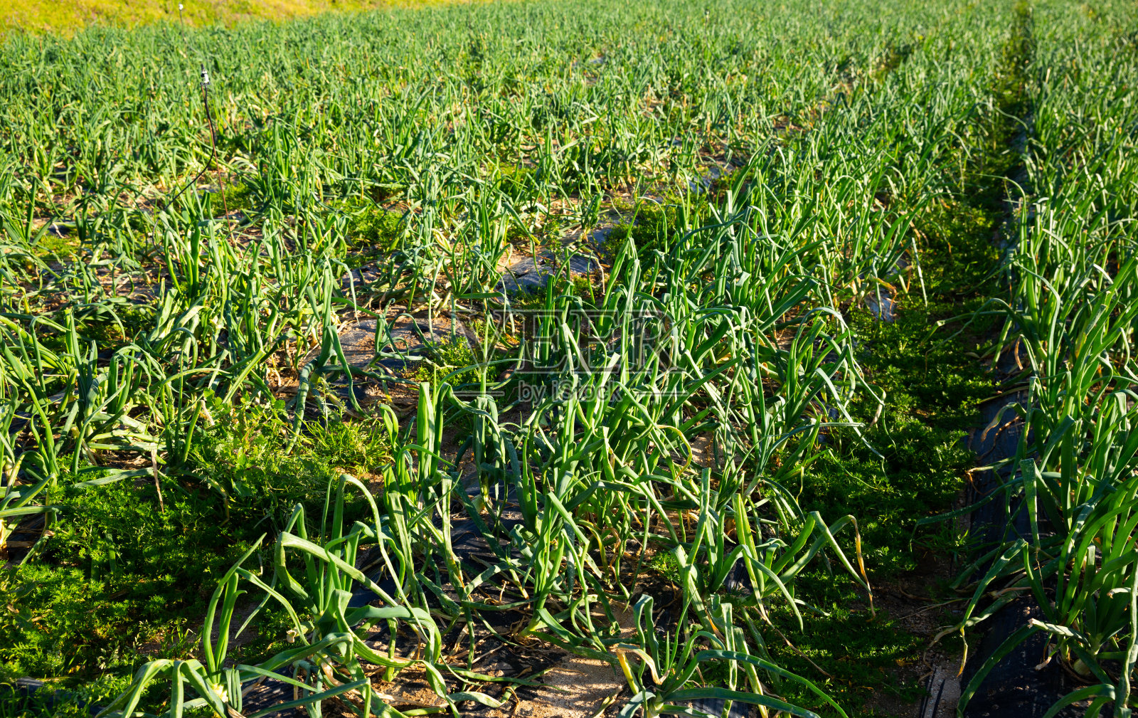 大葱在地里盖料照片摄影图片