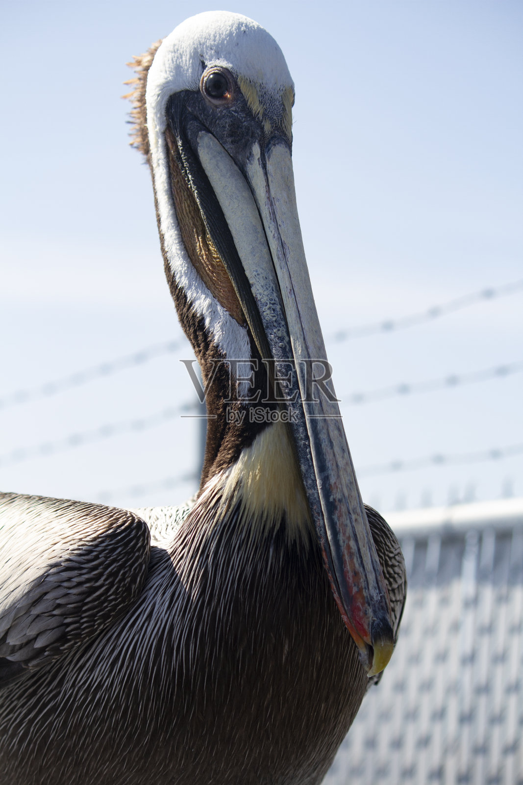 鹈鹕照片摄影图片